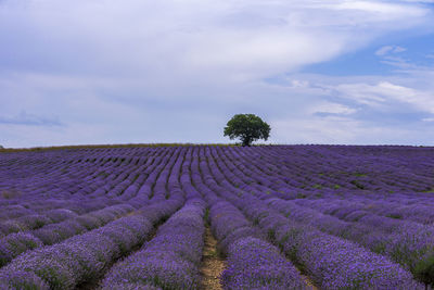 View of lavender growing on field against sky