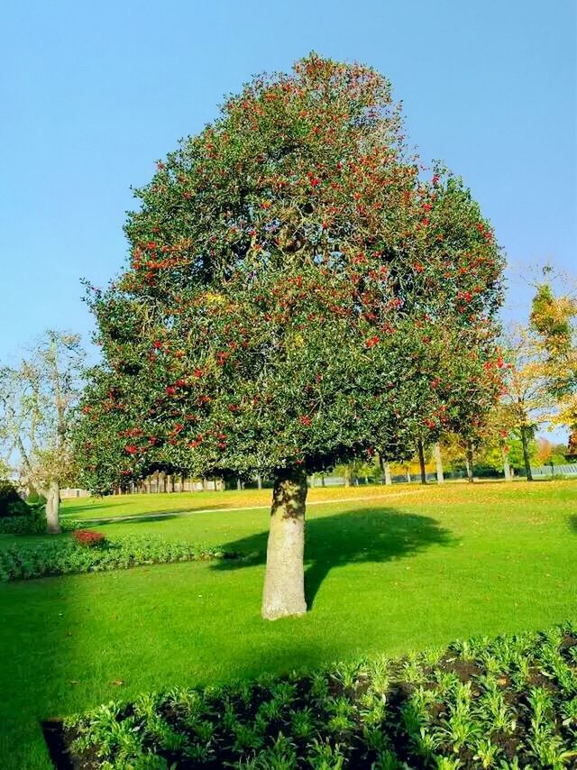 tree, grass, green color, tranquility, park - man made space, growth, tranquil scene, beauty in nature, clear sky, nature, park, field, scenics, bench, landscape, grassy, branch, sunlight, autumn, lawn