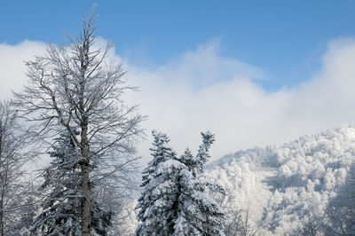 Low angle view of snow covered trees against sky