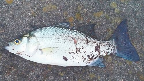 High angle view of fish