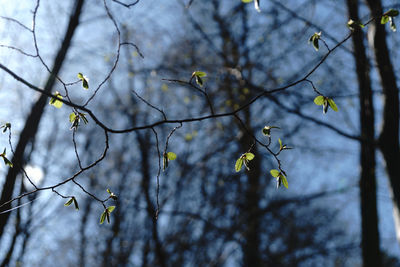 Low angle view of flowering plants against sky
