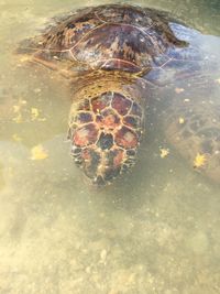 High angle view of tortoise swimming in sea