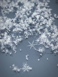 High angle view of frozen plants