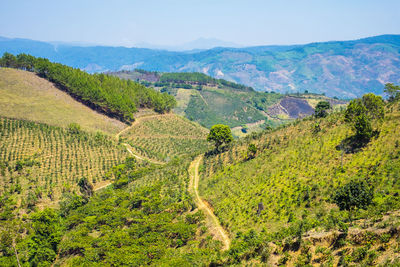 Coffee plantations in central highlands, vietnam