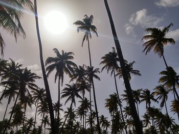 Low angle view of palm trees against sky