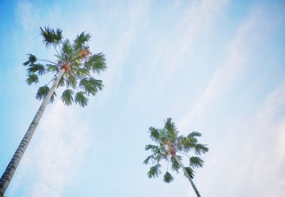 Low angle view of palm tree against sky