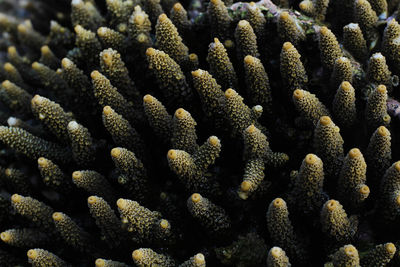 Full frame shot of stones