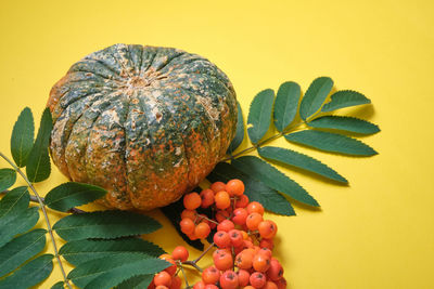 Close-up of fruit against white background