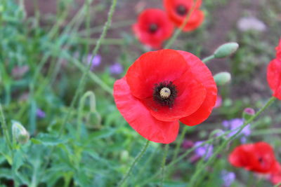 Close-up of red poppy