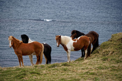 Horses in a farm