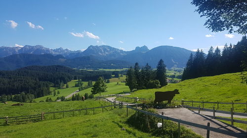 Scenic view of field against sky