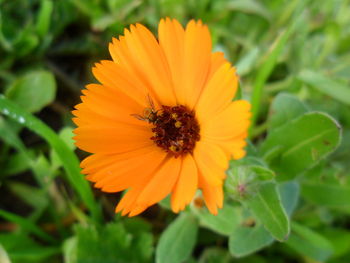 Close-up of bee on yellow flower