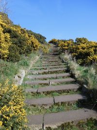 Scenic view of trees against clear sky
