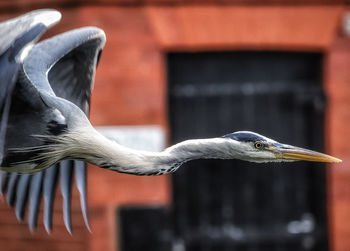 Close-up of grey heron 