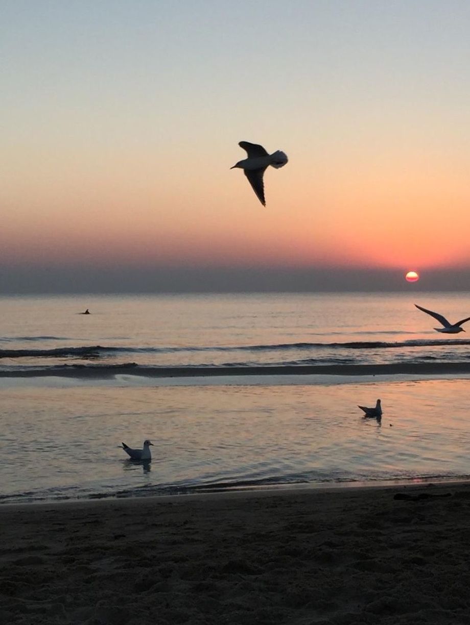 SILHOUETTE BIRD FLYING OVER SEA