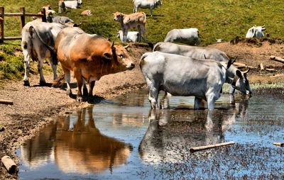 Wild cows drinking on the mountain lake