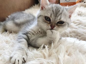 Close-up portrait of white cat