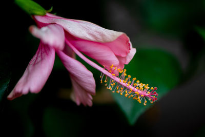 Close-up of pink flowering plant