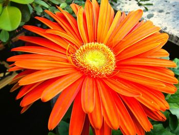 Close-up of red flower