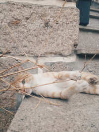 High angle view of cat relaxing outdoors