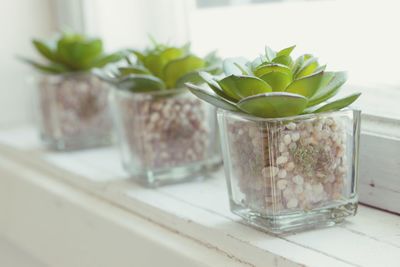 Close-up of potted plants in glass jar on table