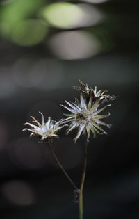 Close-up of white dandelion flower