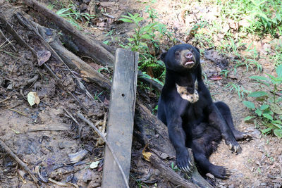 Close-up of monkey