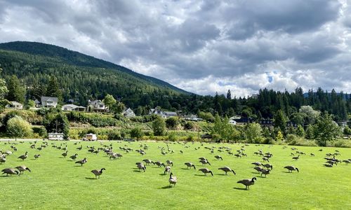 Flock of birds on field against sky