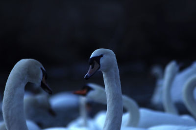 Close-up of swans