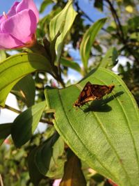 Close-up of butterfly on leaf