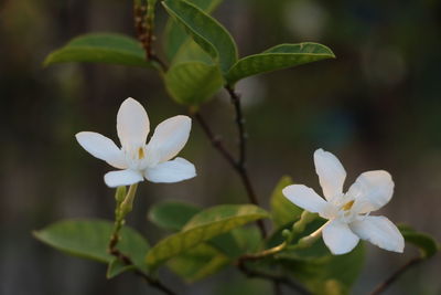 Close-up of white flowering plant