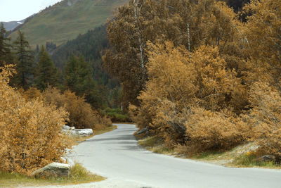 Road amidst trees and mountains during autumn