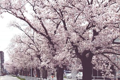 Street by flowering trees in field in city