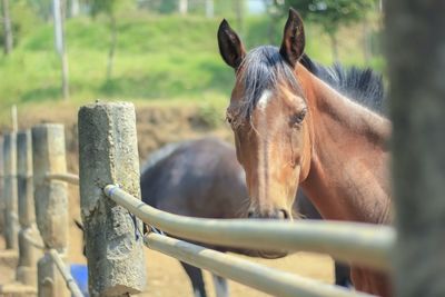 Horse in ranch