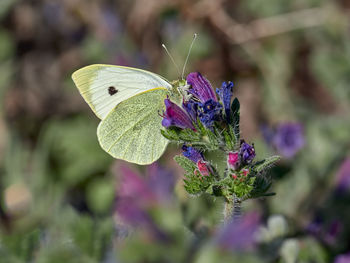 Large white butterfly, pieris brassicae, in a field near xativa, spain