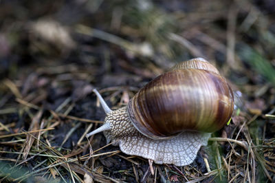 Close-up of snail on land