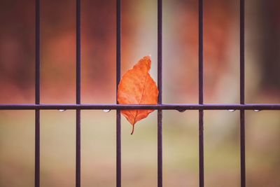 Close-up of parrot in cage