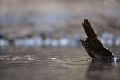 Close-up of turtle in sea