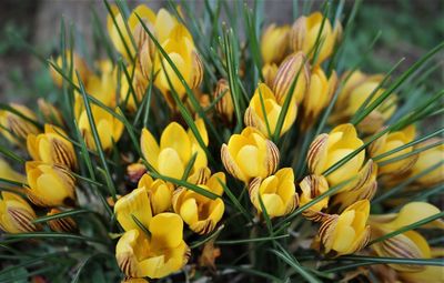 Close-up of yellow flowering plants on field