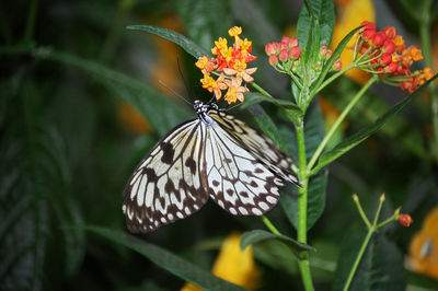 Close-up of butterfly pollinating on leaf