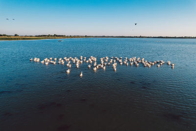 View of birds in sea against blue sky