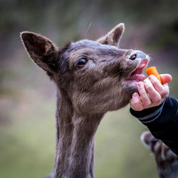 Cropped hand feeding carrot to deer