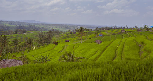 Scenic view of agricultural field against sky