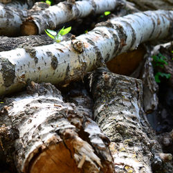 Close-up of tree trunk in forest