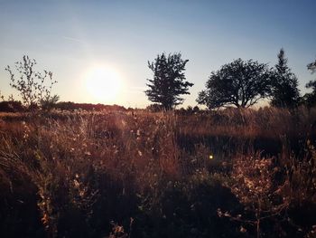 Plants growing on land against sky during sunset