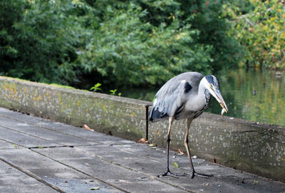 Gray heron perching on wood against trees