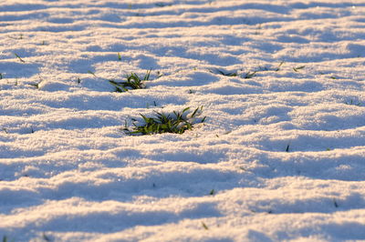 Scenic view of snow covered field