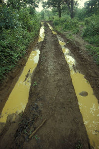 High angle view of road amidst trees in forest