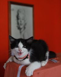 Close-up portrait of cat at home