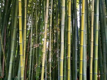 Full frame shot of bamboo in forest